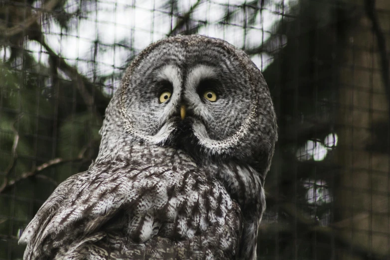 a large owl sitting on top of a tree branch, a portrait, pexels contest winner, hurufiyya, grey skinned, 🦩🪐🐞👩🏻🦳, high quality photo, fully covered