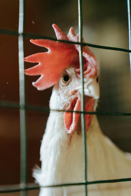 a close up of a chicken in a cage, by Andries Stock, trending on unsplash, a tall, white, panels, where a large