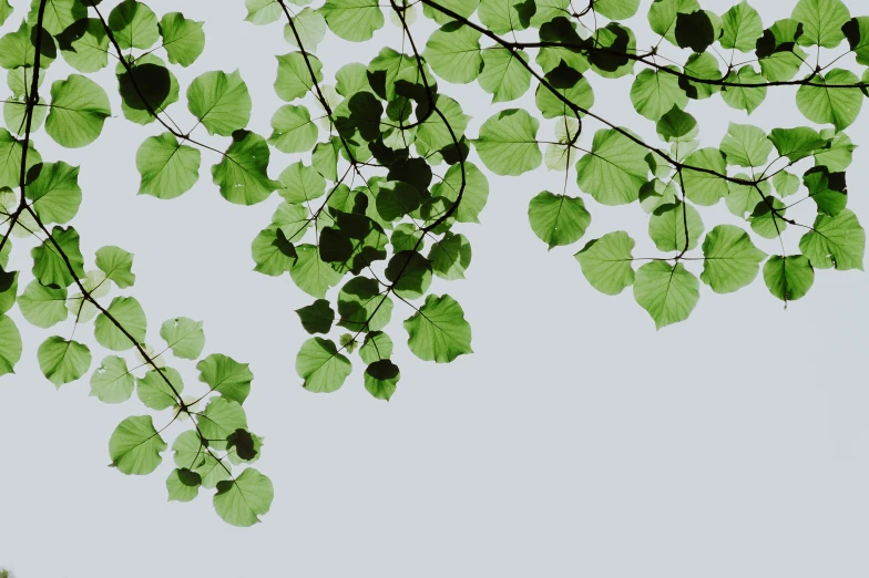 a bunch of green leaves hanging from a tree, unsplash, minimalism, linden trees, ilustration, grey, rinko kawauchi