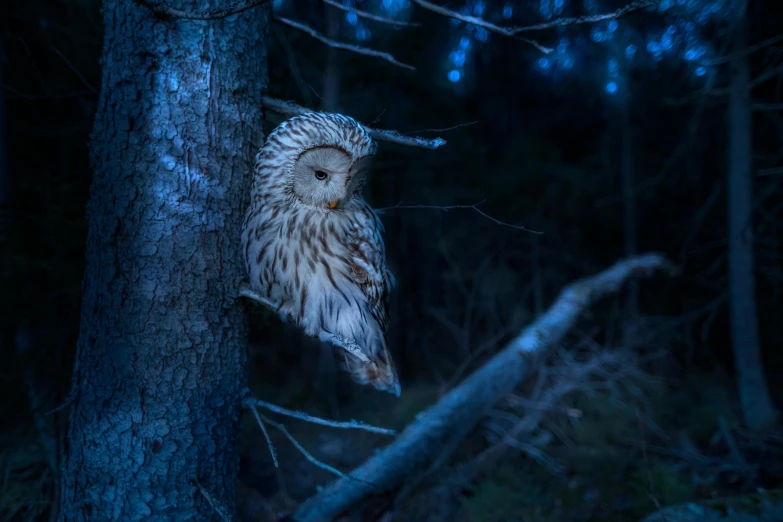 an owl is perched on a tree in the dark, inspired by Elsa Bleda, pexels contest winner, wayne barlowe pierre pellegrini, blue, hunting, miss aniela