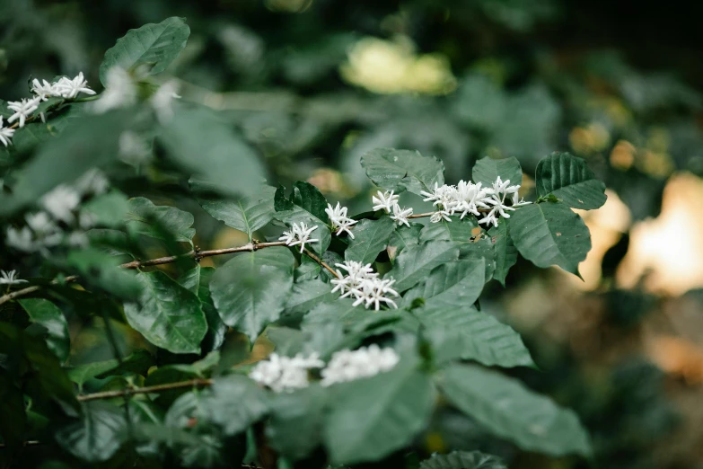 a close up of a plant with white flowers, inspired by Elsa Bleda, unsplash, hurufiyya, celebration of coffee products, placed in a lush forest, honeysuckle, shot on hasselblad