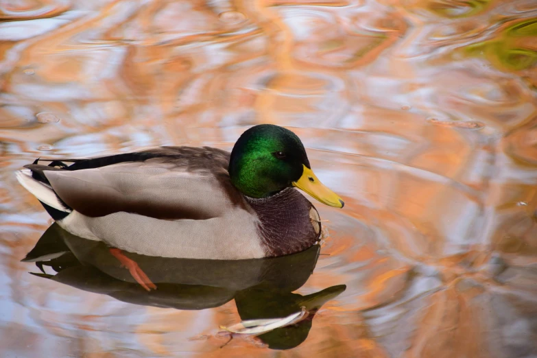 a duck floating on top of a body of water, a picture, pexels contest winner, photorealism, serene colors, reflections in copper, green head, fall season