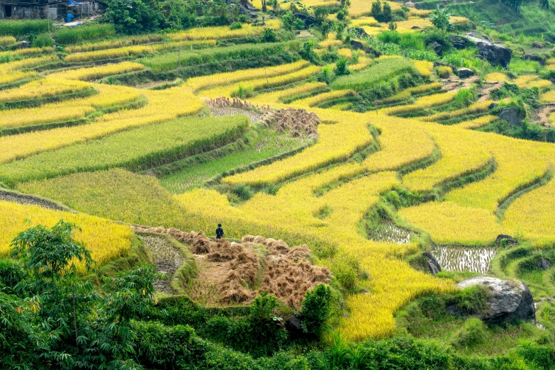 a man standing on top of a lush green hillside, by Daniel Lieske, pexels contest winner, land art, yellow colors, rice, hou china, complex layered composition!!