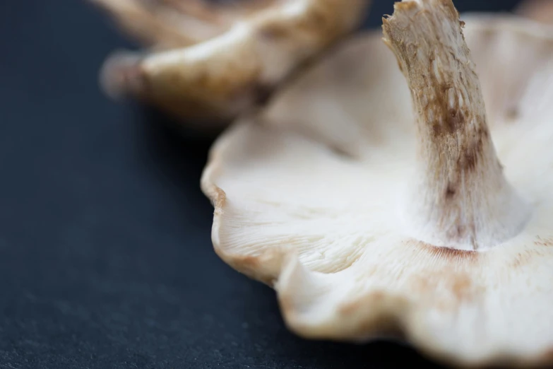 a close up of a mushroom on a table, unsplash, hurufiyya, gills, on grey background, pale-skinned, highly polished