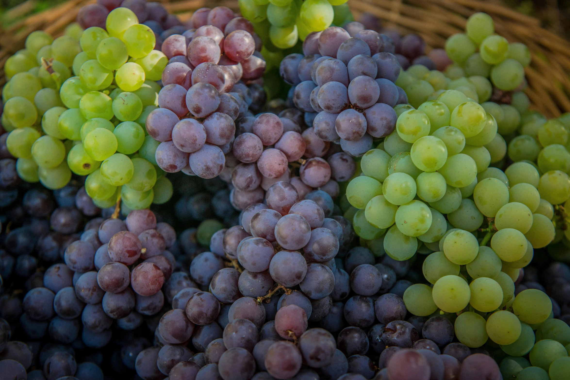 a basket filled with lots of green and purple grapes, up-close, mauve and cinnabar and cyan, close-ups, medium - shot