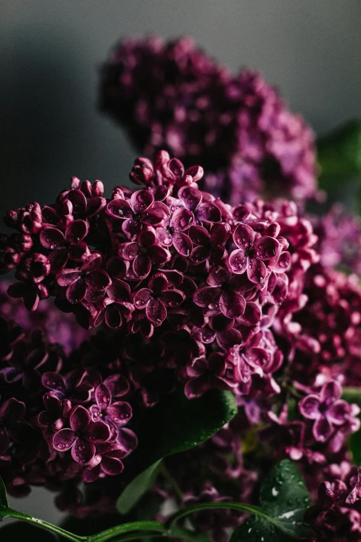 a close up of a bunch of purple flowers, dark and intricate, lilacs, smooth tiny details, enduring