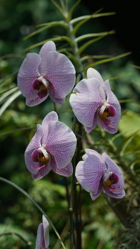 a group of purple flowers sitting on top of a lush green field, moth orchids, mystical kew gardens, in bloom greenhouse, light pink tonalities