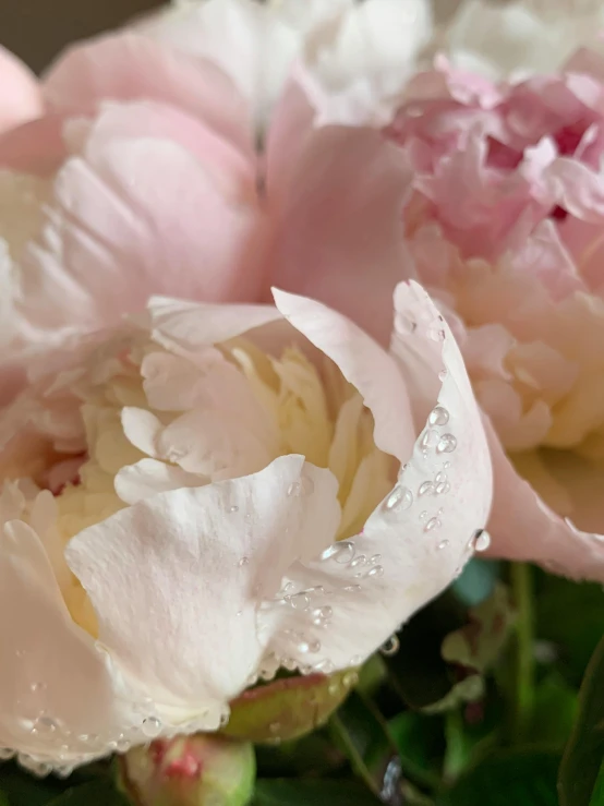 a bunch of pink and white flowers in a vase, dewy skin, detailed product shot, zoomed in, peony