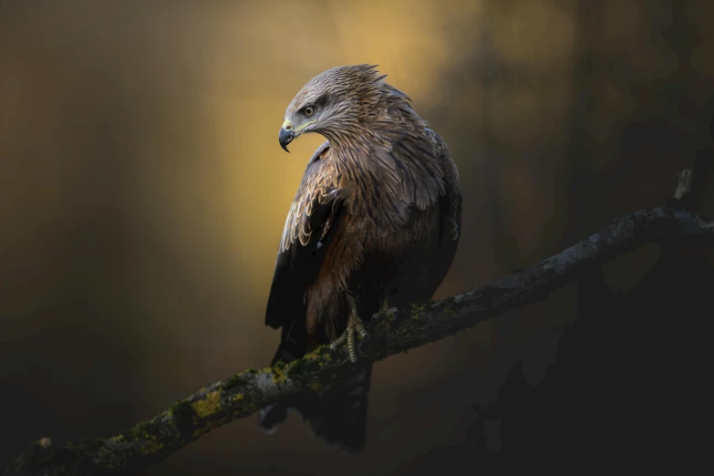 a bird sitting on top of a tree branch, a portrait, by Adam Marczyński, pexels contest winner, photograph of a red kite bird, medium format. soft light, brown, grey