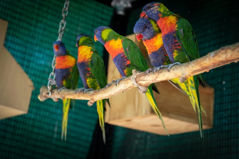 a group of colorful birds perched on a branch, on a wooden tray, taken with sony alpha 9, birds eye, fan favorite