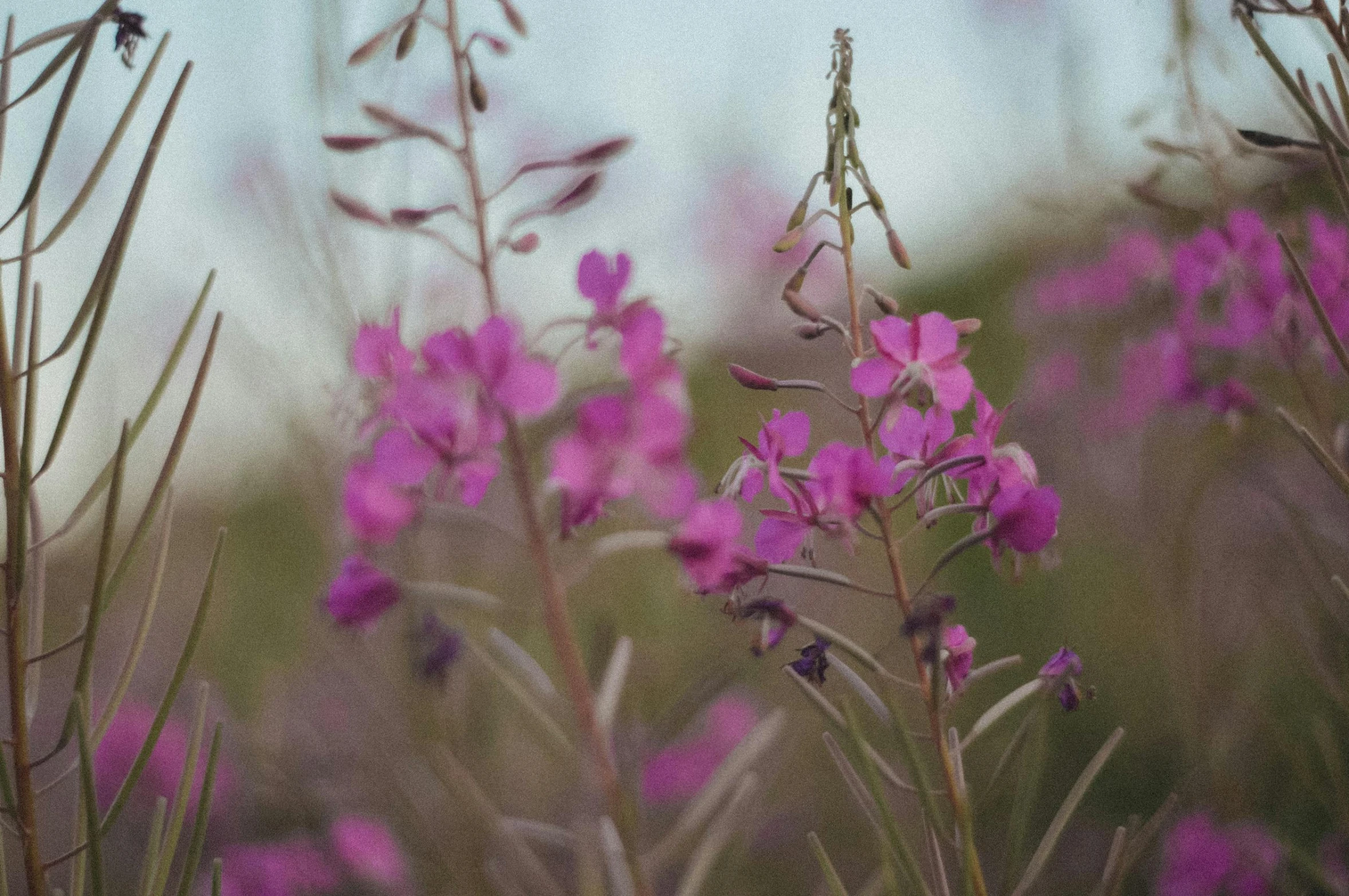 a bunch of purple flowers in a field, inspired by Elsa Bleda, faded pink, cinestill 800t agfacolor, lobelia, low colour