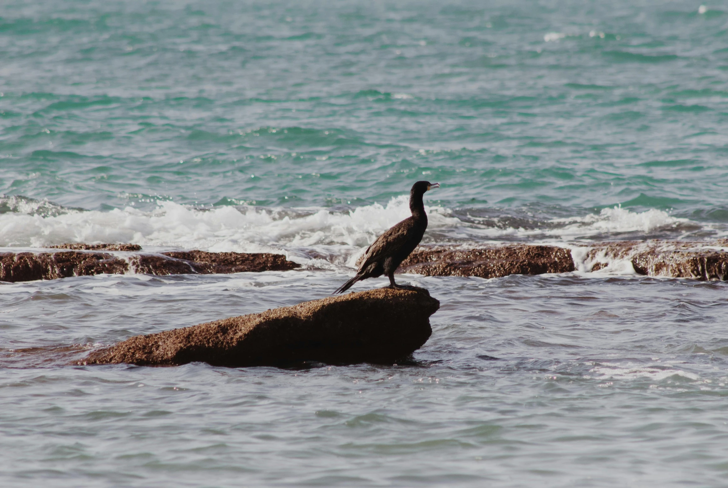 a bird sitting on top of a rock in the ocean, near the sea