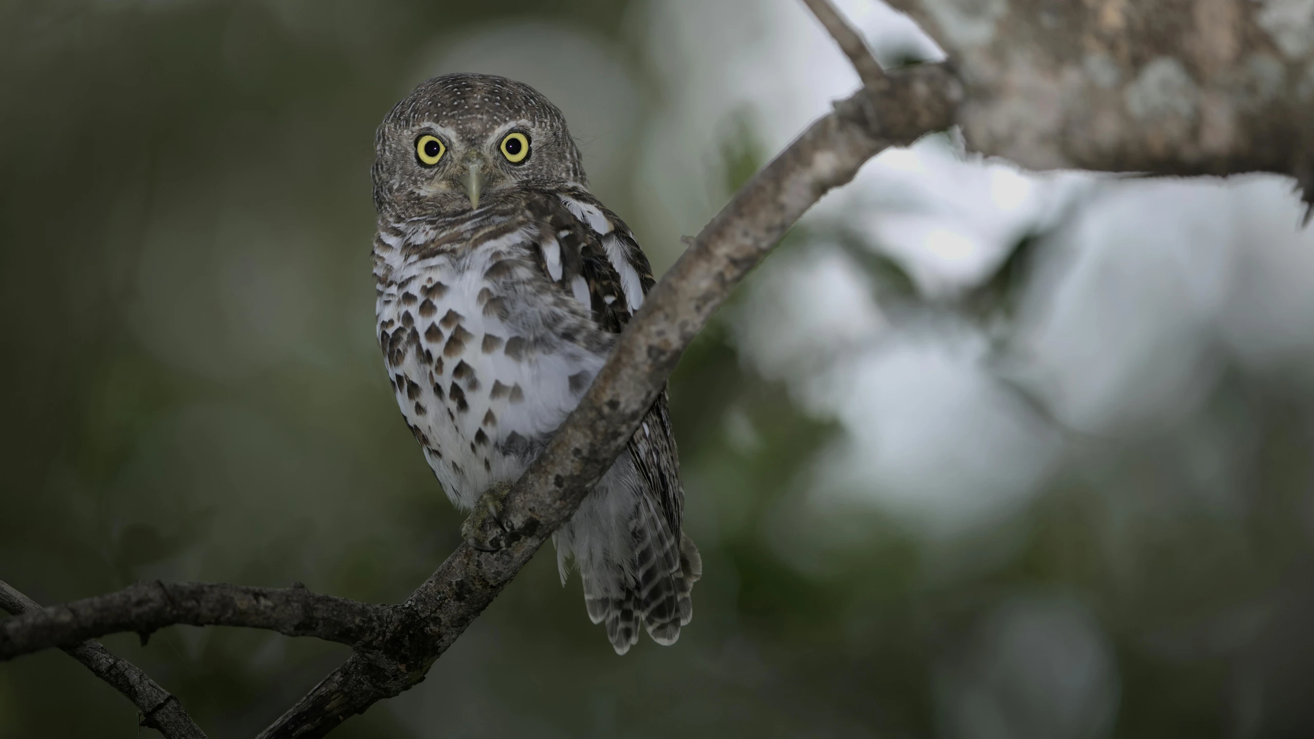 a brown and white bird sitting on top of a tree branch, a portrait, unsplash contest winner, hurufiyya, nite - owl, aboriginal, grey, scientific photography