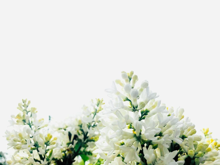 a vase filled with white flowers on top of a table, clear background, background image, salvia, commercially ready