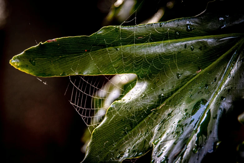 a close up of a spider web on a leaf, by Thomas Häfner, hurufiyya, fan favorite, colombian jungle, thumbnail, taken with sony alpha 9