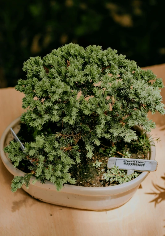 a close up of a potted plant on a table, inspired by Hasegawa Tōhaku, hurufiyya, hemlocks, in a medium full shot, lush greenery, perfect shape