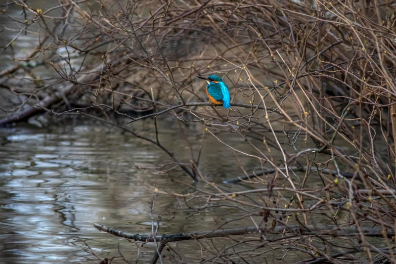 a bird sitting on top of a tree branch next to a river, pexels contest winner, renaissance, turquoise and orange, 🦩🪐🐞👩🏻🦳, high resolution photo, fishing