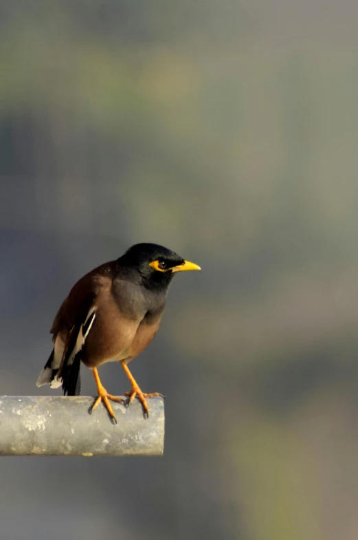 a bird sitting on top of a metal pipe, by Peter Churcher, trending on pexels, hurufiyya, large yellow eyes, india, brown:-2, naturalist