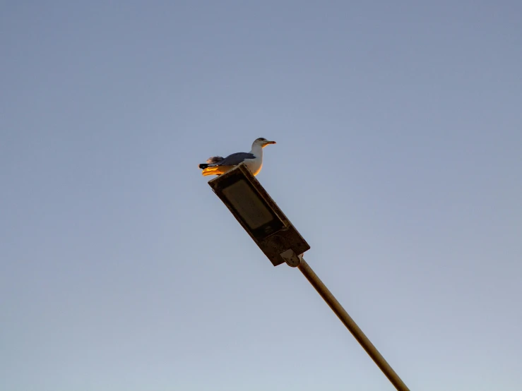 a bird sitting on top of a street light, sharply shaped, seagull, shot with sony alpha 1 camera, rectangle