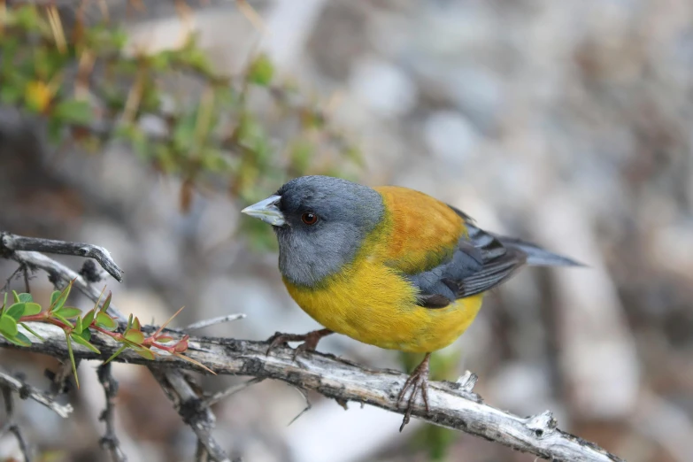 a small bird sitting on top of a tree branch, chilean, some yellow and blue, grey orange, 1 male