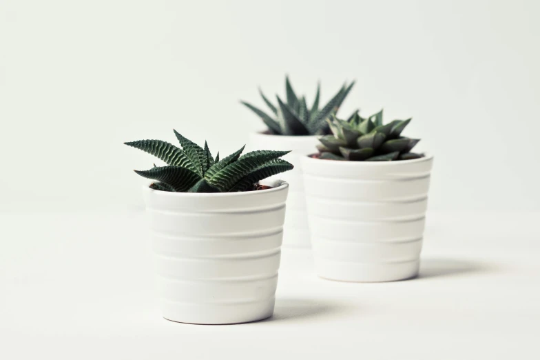 a couple of potted plants sitting on top of a table, trending on unsplash, minimalism, glossy white metal, rippled white landscape, lined up horizontally, detailed product shot