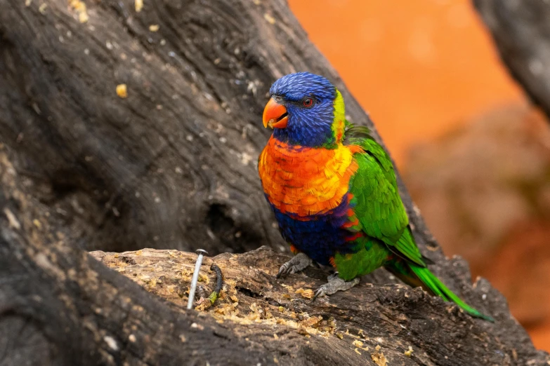 a colorful bird sitting on a piece of wood, trending on pexels, australian, 🦩🪐🐞👩🏻🦳, high resolution photo, vibrantly lush