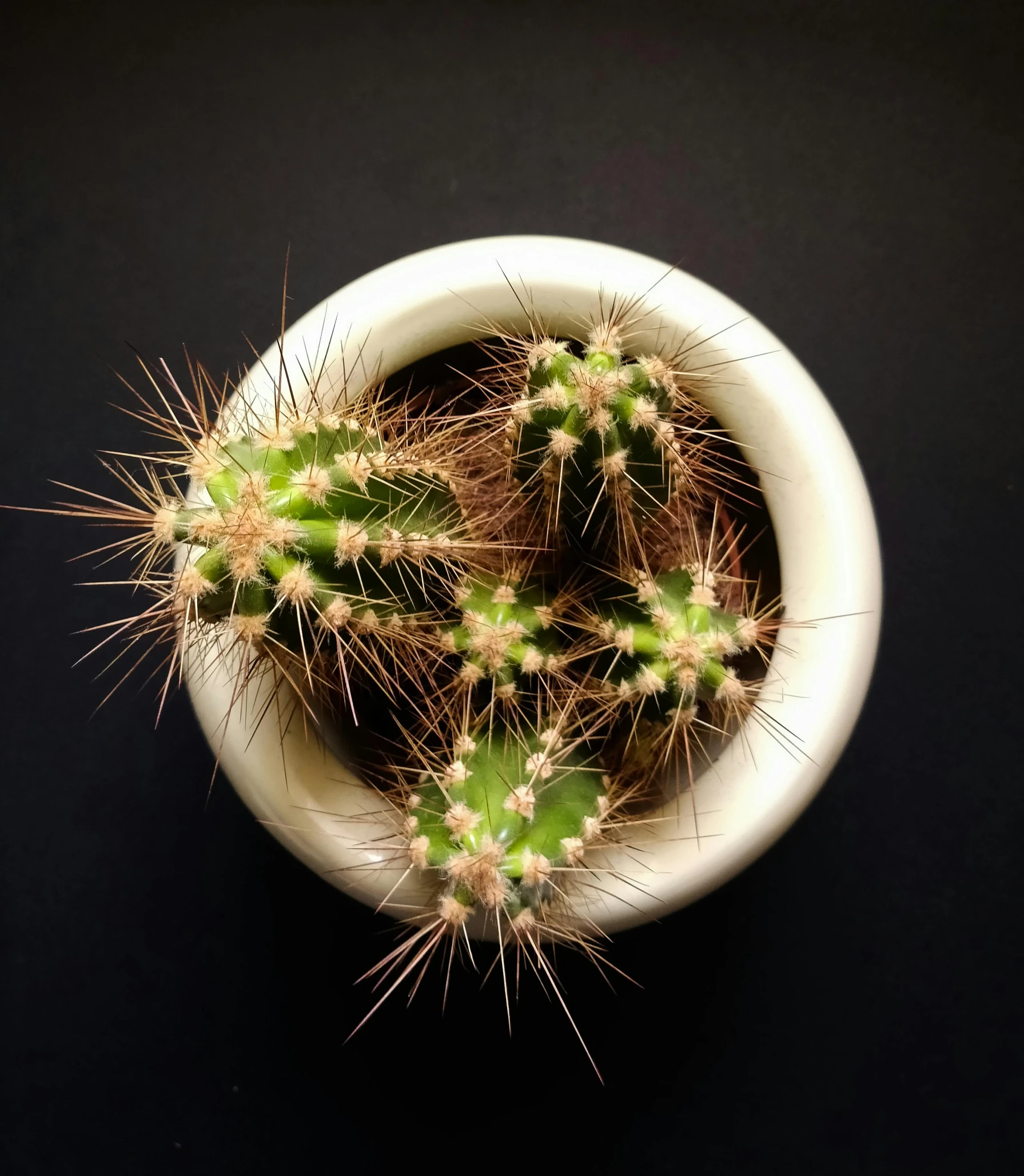 a small cactus in a white pot on a black table, a macro photograph, by Carey Morris, pexels contest winner, hurufiyya, wide high angle view, made of cactus spines, 2 years old, slightly tanned