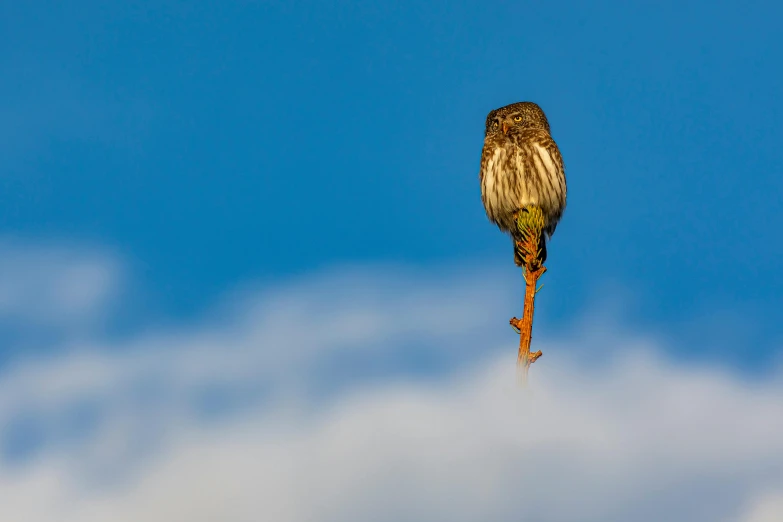 a bird sitting on top of a tree branch, by Mathias Kollros, unsplash contest winner, hurufiyya, very very small owl, upon the clouds, tall thin, shot on sony a 7