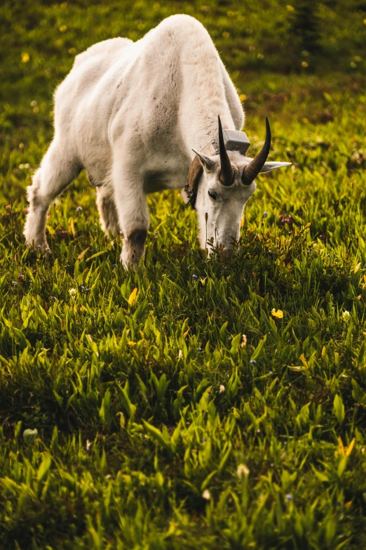 a goat standing on top of a lush green field, cinematic shot ar 9:16 -n 6 -g, white unicorn, dinner is served, shady