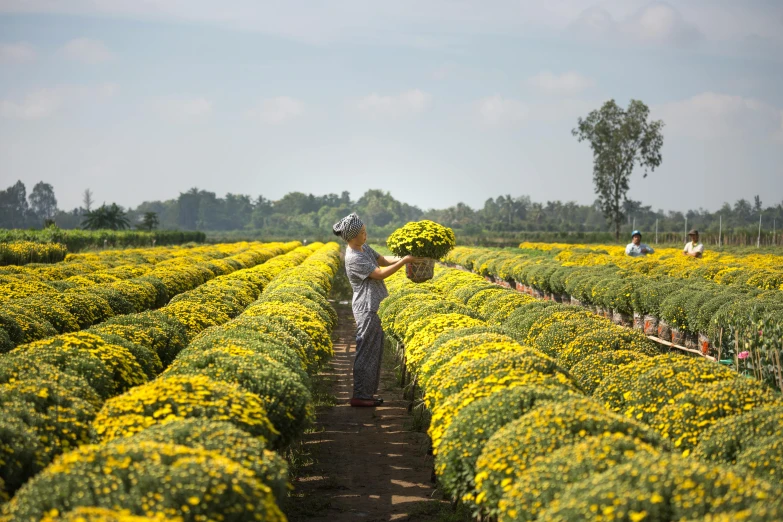 a man walking through a field of yellow flowers, in style of lam manh, in bloom greenhouse, chrysanthemum eos-1d, ap art