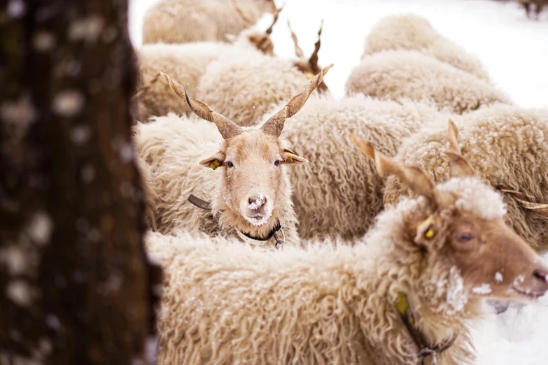 a herd of sheep standing next to each other in the snow, pexels contest winner, 🦩🪐🐞👩🏻🦳, goat horns, alessio albi, wearing hay coat