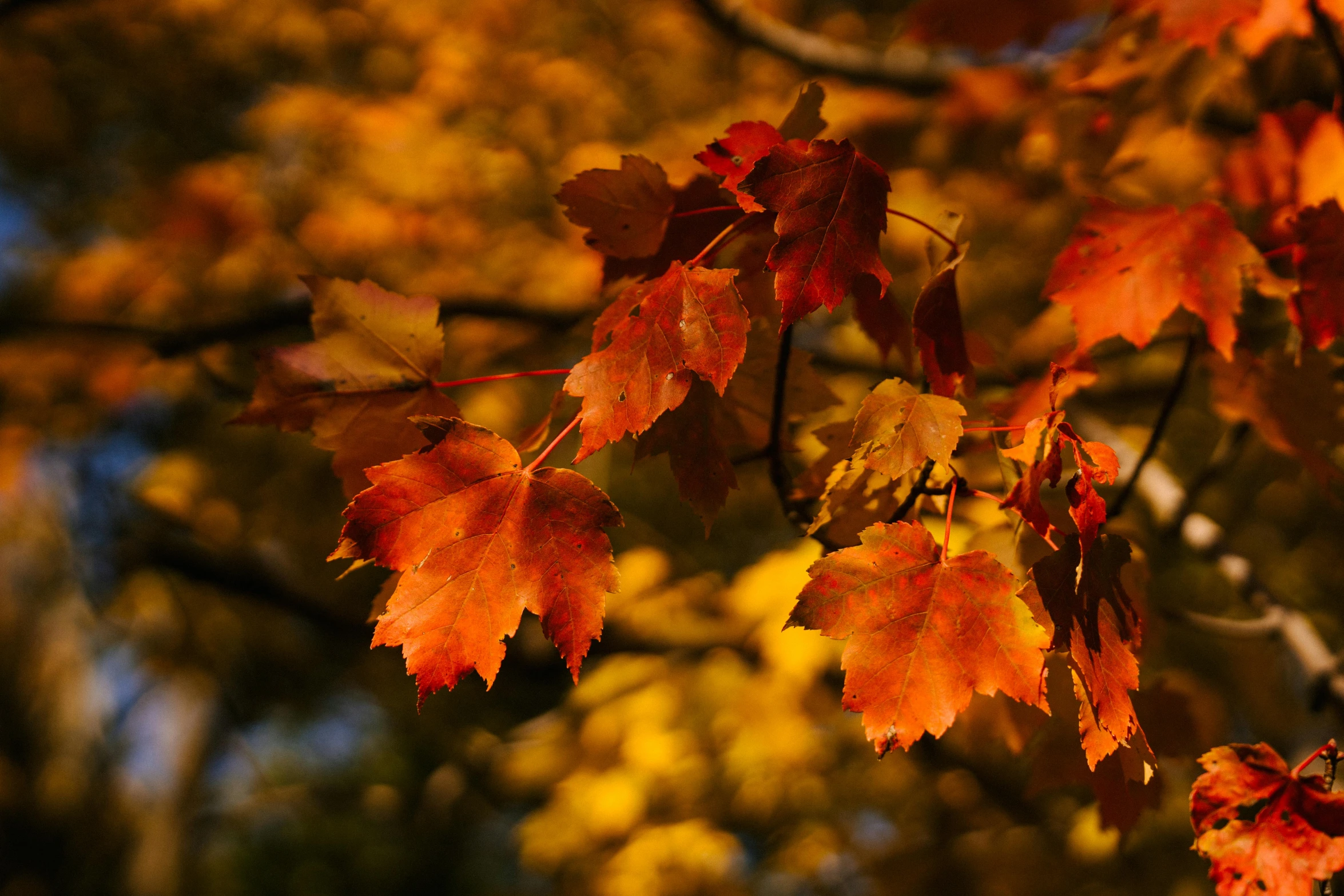 a bunch of leaves that are on a tree, pexels, red and gold, thumbnail, in an evening autumn forest, shot on sony a 7