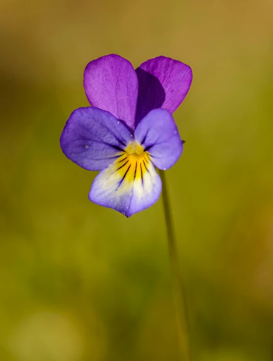 a close up of a purple and yellow flower, by Jan Tengnagel, fan favorite, scotland, beautiful surroundings, tungsten