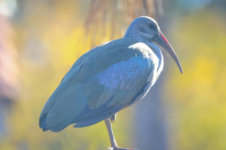 a close up of a bird with a long beak, by Gwen Barnard, pexels contest winner, pale blue backlight, 15081959 21121991 01012000 4k, perfect crisp sunlight, a wooden