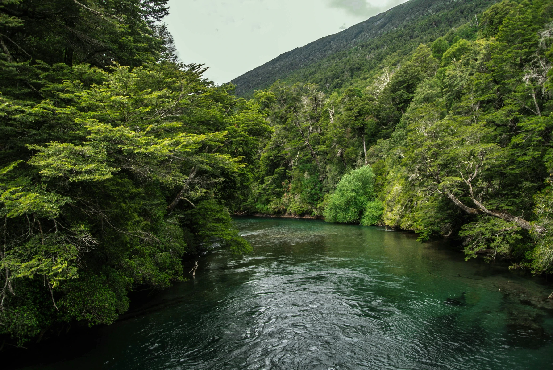 a river running through a lush green forest, an album cover, inspired by James Ardern Grant, pexels contest winner, hurufiyya, chilean, fishing, inlets, no crop