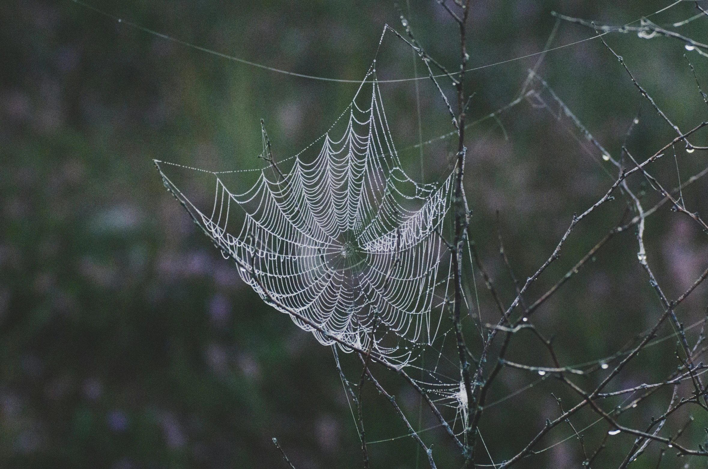 a spider web sitting on top of a tree branch, inspired by Elsa Bleda, unsplash, paul barson, misty and wet, ilustration, one of the weavers of destiny