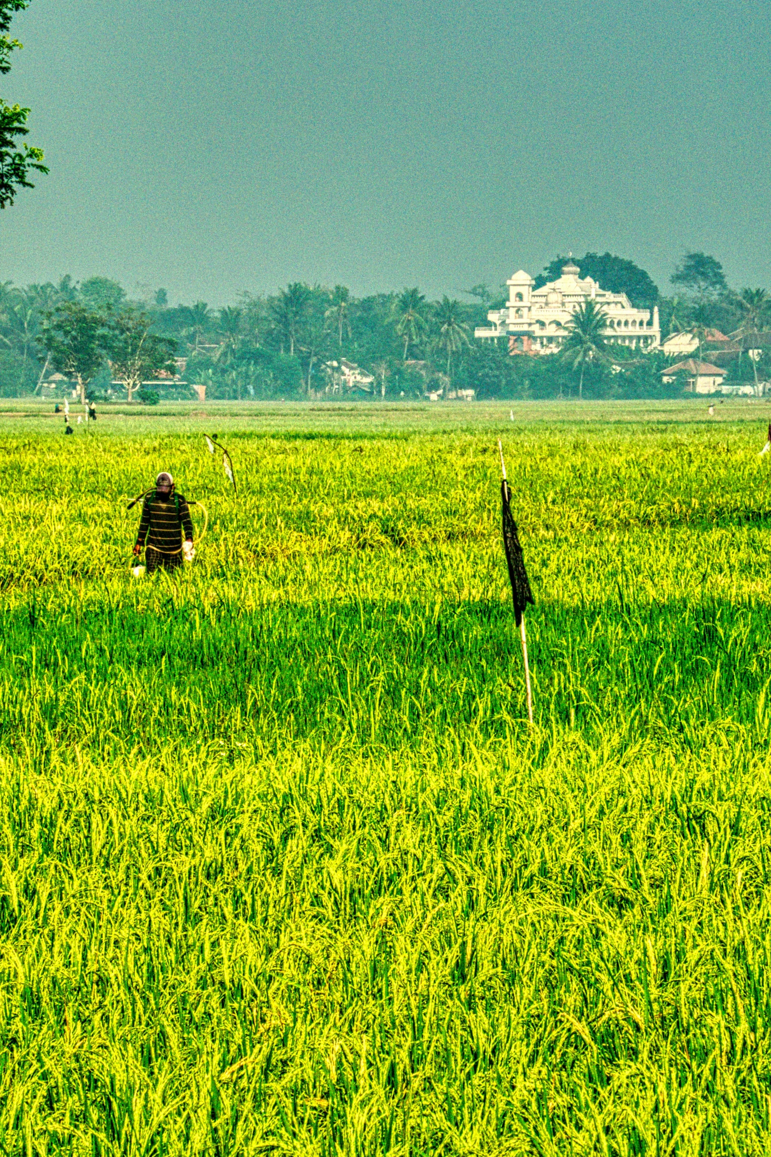 a couple of cows standing on top of a lush green field, by Sudip Roy, flickr, rice paddies, panoramic, old dhaka, grain”