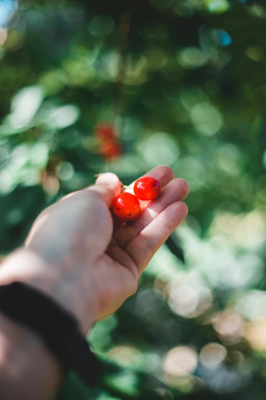 a person holding a piece of fruit in their hand, inspired by Elsa Bleda, pexels, giant cherry trees, avatar image, resin, a handsome