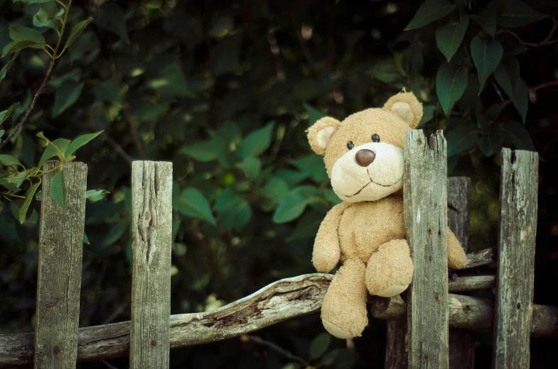a teddy bear sitting on top of a wooden fence, unsplash, hedge, brown, children's toy, closeup photograph