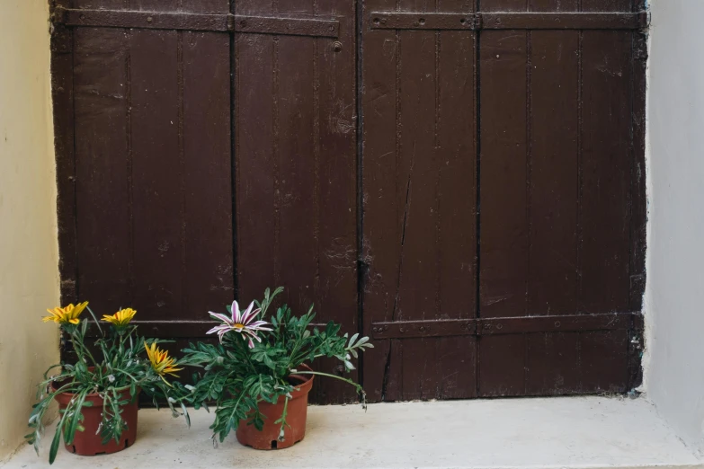 a couple of potted plants sitting on top of a window sill, inspired by Clarice Beckett, unsplash, postminimalism, wood door, brown flowers, french village exterior, brown:-2