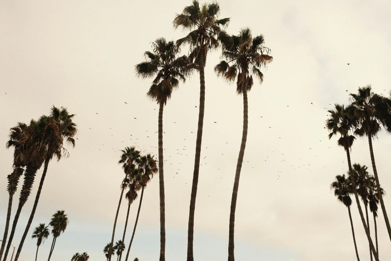 a flock of birds flying over palm trees, a photo, by Carey Morris, unsplash, visual art, locusts and flies, los angelos, dwell, standing near the beach