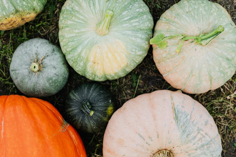 a group of pumpkins sitting on top of a field, unsplash, flat lay, pastel', greens), epicurious