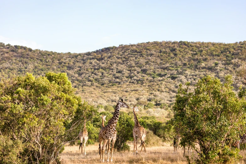 a herd of giraffe standing on top of a grass covered field, amongst foliage, hills in the background, samburu, sparkling