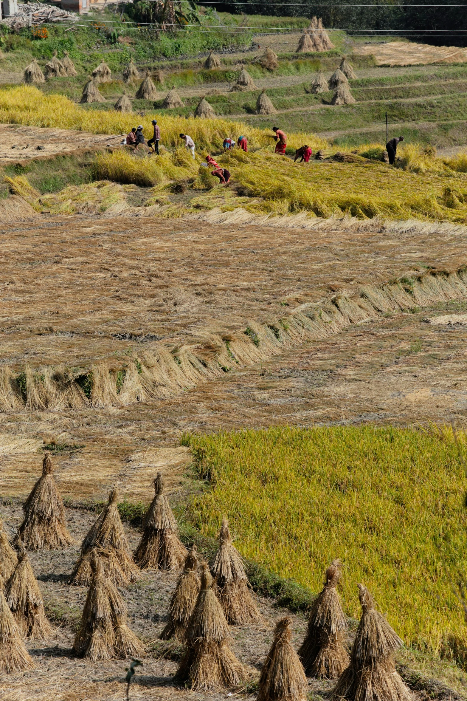 a group of people working in a rice field, trending on unsplash, land art, myanmar, badlands, slide show, autumn season