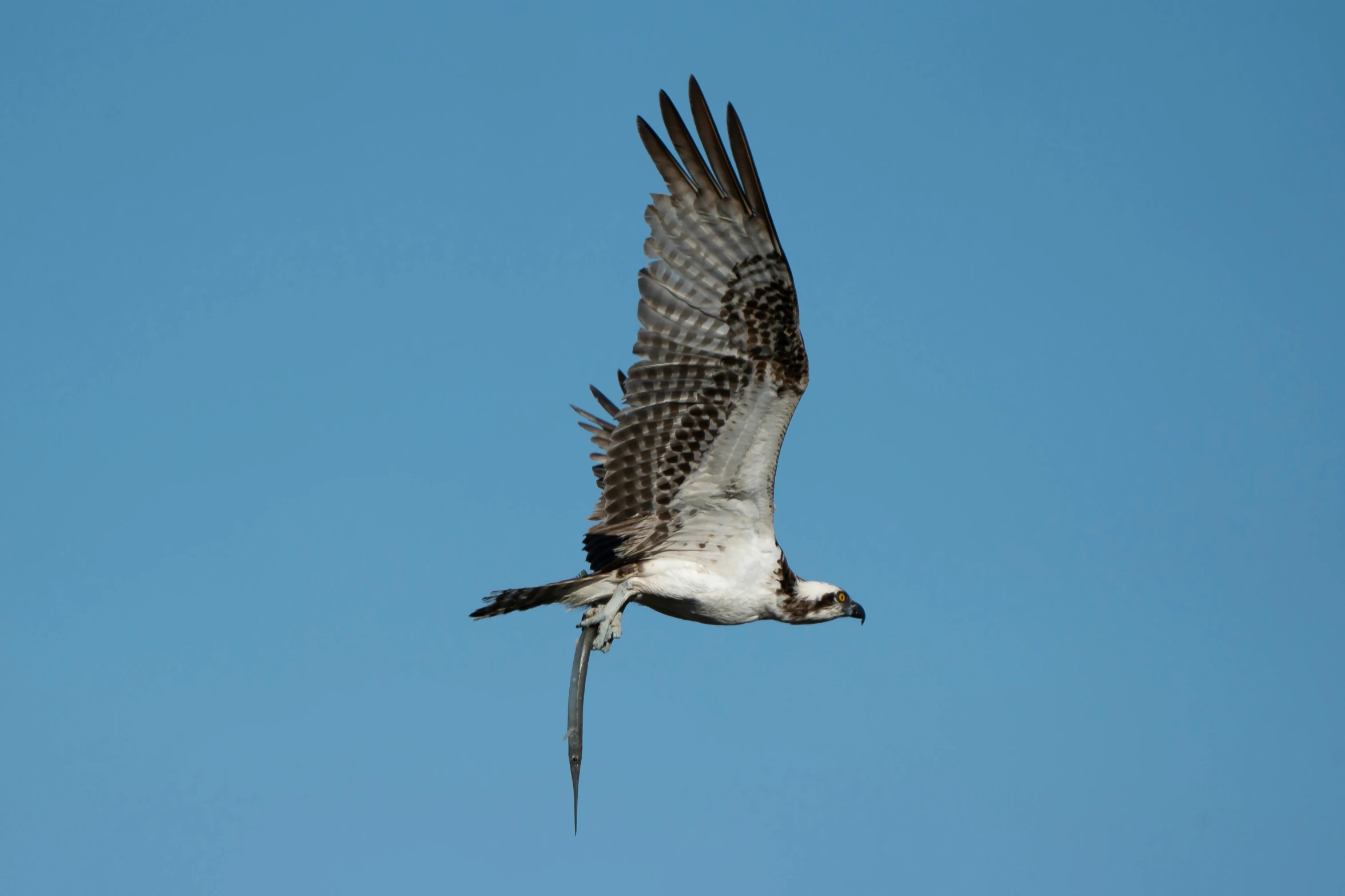 a large bird flying through a blue sky, by Jim Manley, pexels contest winner, hurufiyya, sharp claws and tail, fishing, various posed, on a gray background