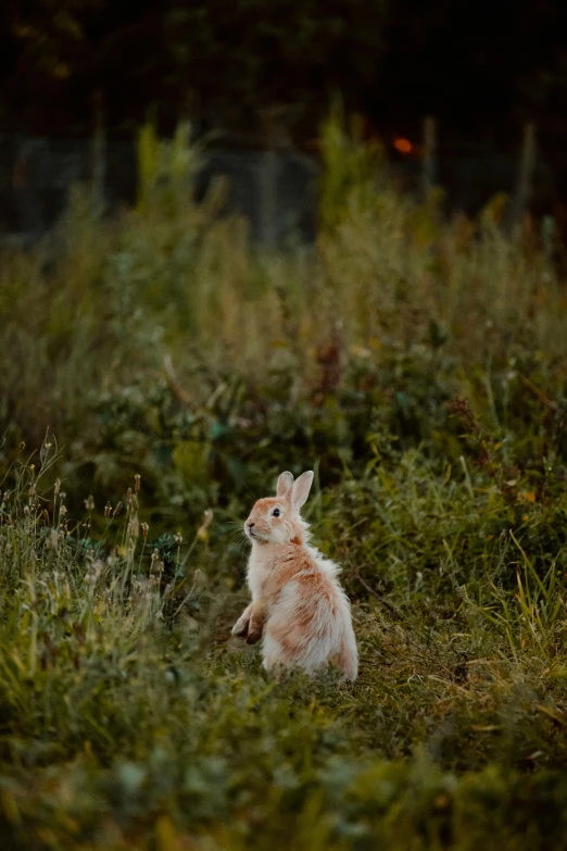 a rabbit that is sitting in the grass, unsplash, late summer evening, paul barson, on his hind legs, a blond