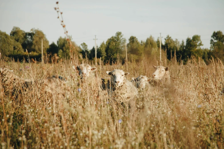 a herd of cattle standing on top of a grass covered field, by Attila Meszlenyi, unsplash, land art, overgrown with weeds, 000 — википедия, sheep, late summer evening