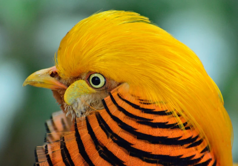 a close up of a bird with a yellow head, an album cover, trending on pexels, sumatraism, wild hairstyle, yellow-orange, nat geo, ornamented