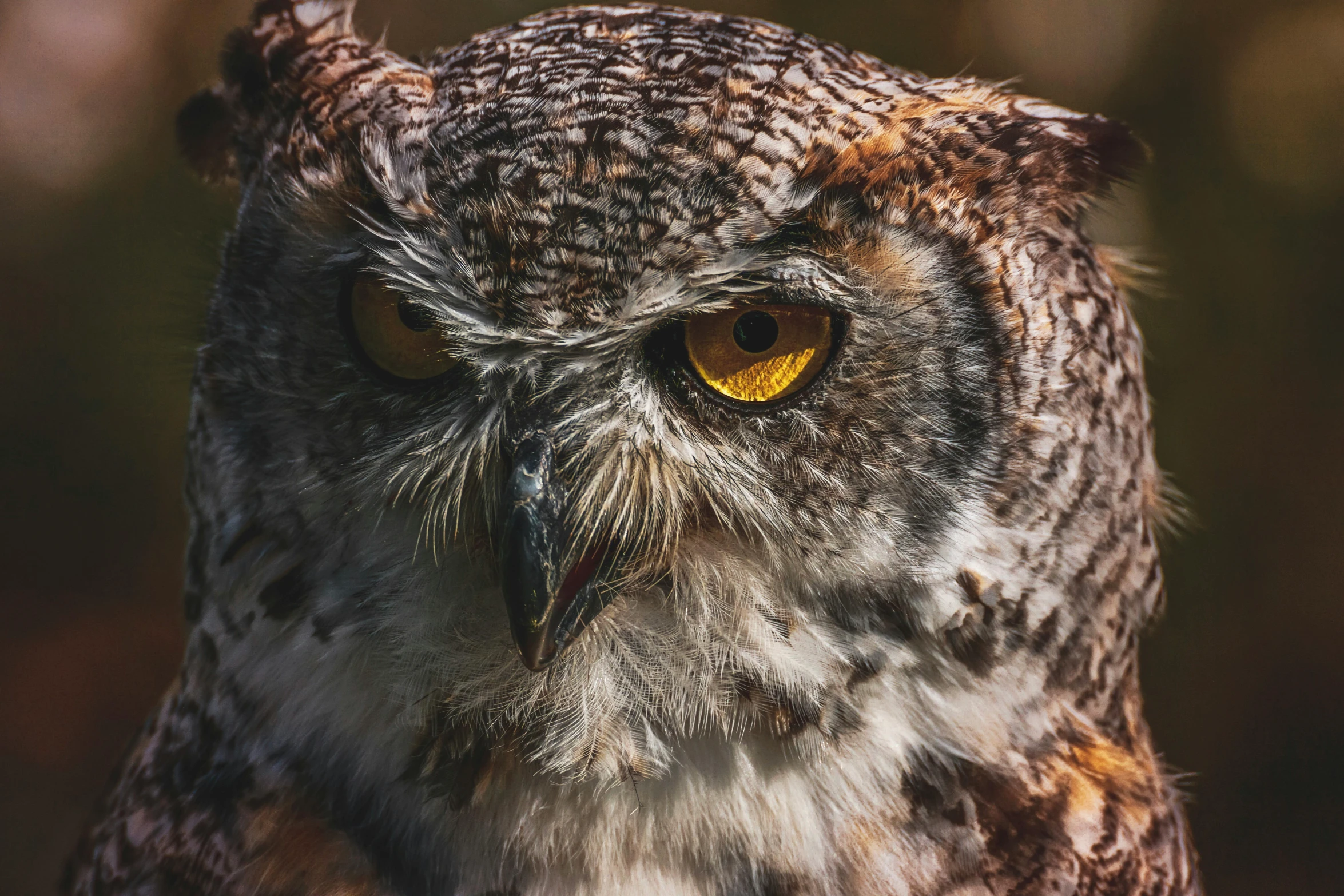 a close up of an owl with yellow eyes, pexels contest winner, natural grizzled skin, photo realistic”, professionally post-processed, portrait”