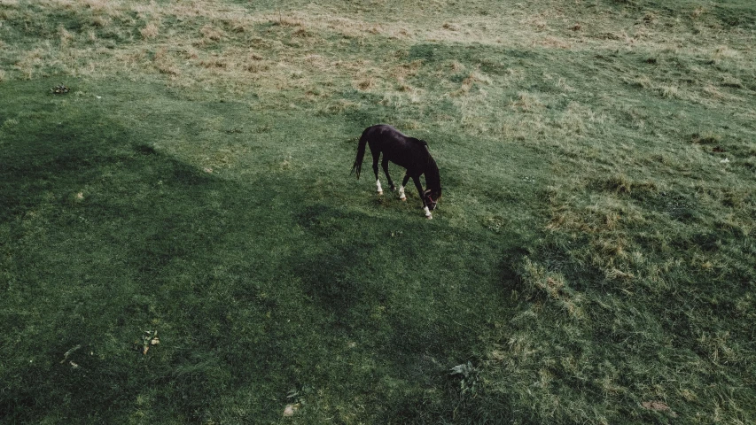 a horse standing on top of a lush green field, an album cover, by Elsa Bleda, drone footage, eating, dark photo, sad lonely mellow vibes